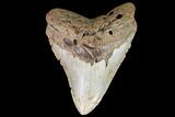Megalodon Tooth From North Carolina - Giant Meg! #75510-1